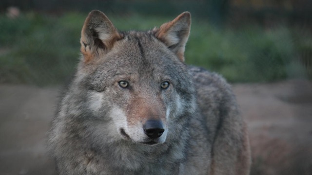 Wolf