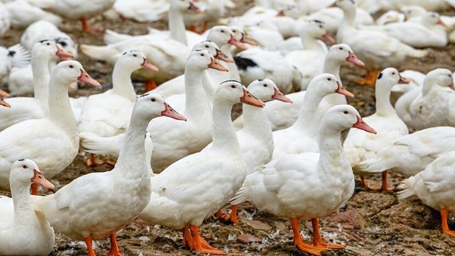 Vogelgriep in Hierden: maatregelen voor Elburg